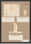 Scoliopleura antillarum (Cleve et Gr.) Pell. (de-Toni-Nr.: Genus 14, Species 1115) Zeichnungen Sammlung Grunow Nr. 2200 (NHMW-BOT-W0369278)